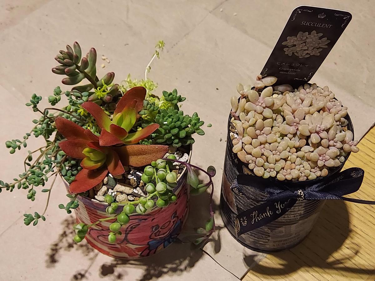 SOLD♡　多肉寄植え　みちみち多肉ミニガーデン　rouge in スタバ SOLD♡ 多肉寄植え みちみち多肉ミニガーデン rouge in スタバ SOLD