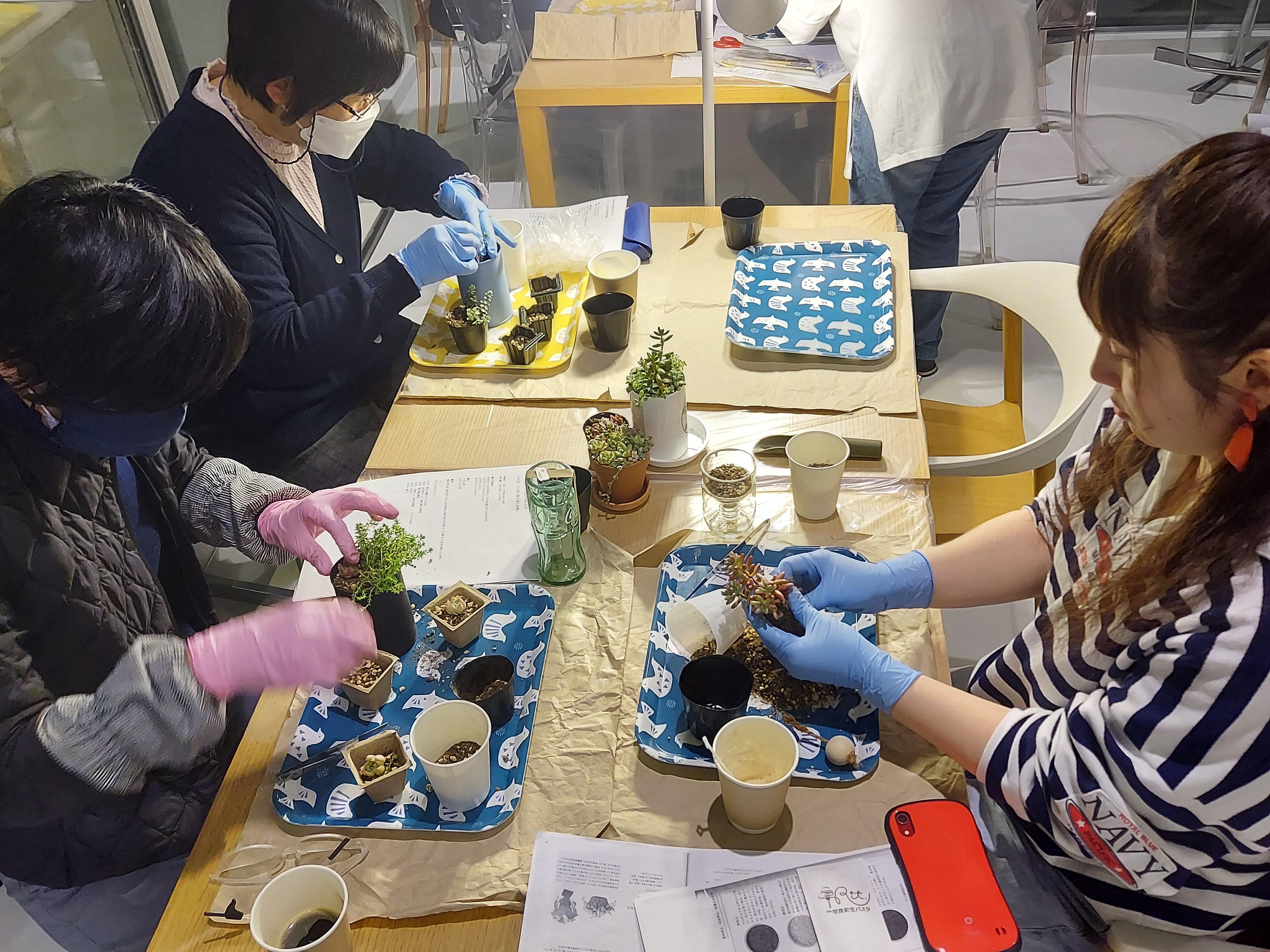 報告】「多肉植物の寄せ植えを楽しむ会」開催｜はっちブログ｜八戸