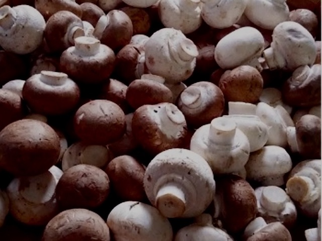 マッシュルームやまがた