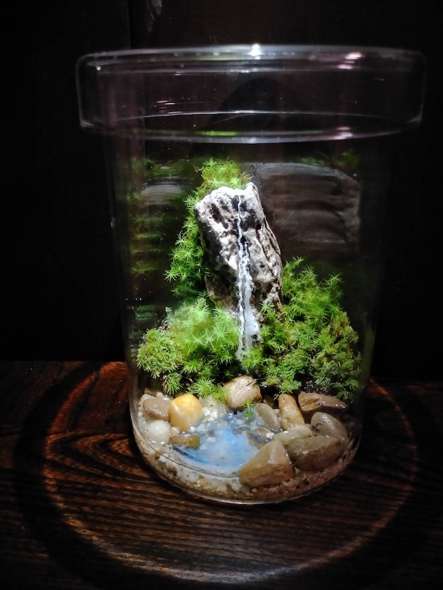 苔の青い森