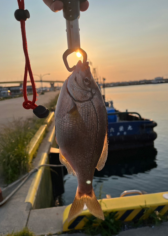 ウミタナゴのフシギ