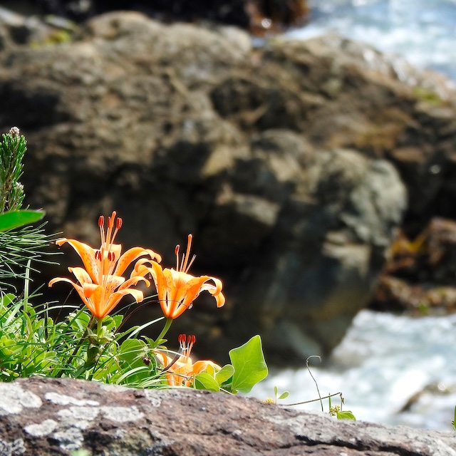画像：寄せ植えの様子