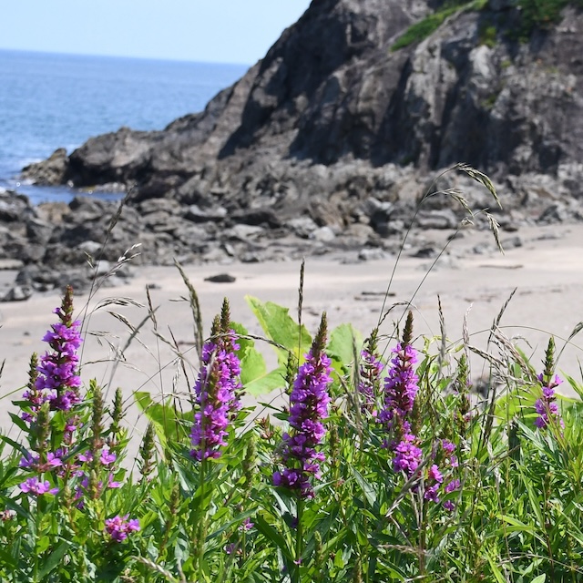 画像：寄せ植えの様子